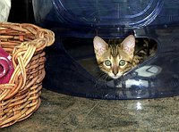 Trim's first week, 12 weeks old.  